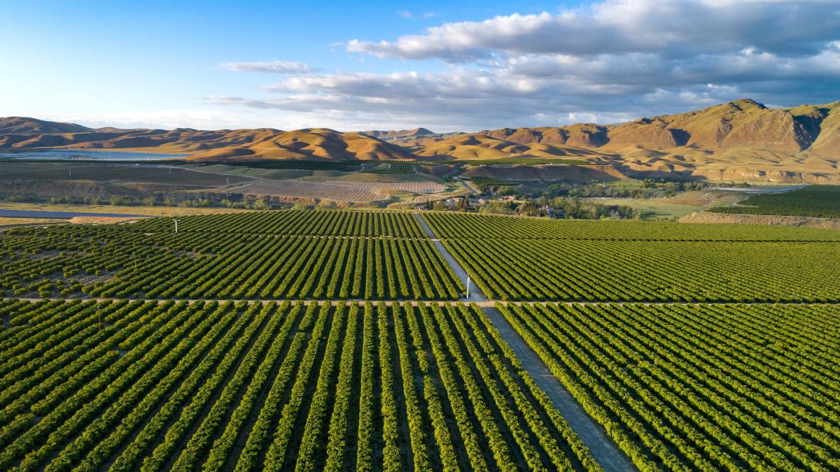 Central Valley Farm Land