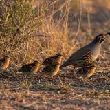 Quail Forever 