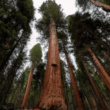 Sequoia Groves